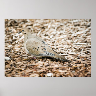 Impression Dove 3 en deuil