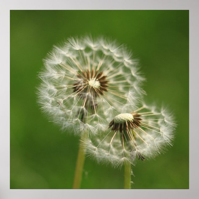 Impression du feuillet Dandelion (Devant)