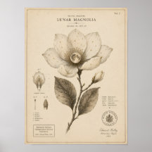 Impression du Musée Botanique Victorien de Magnoli