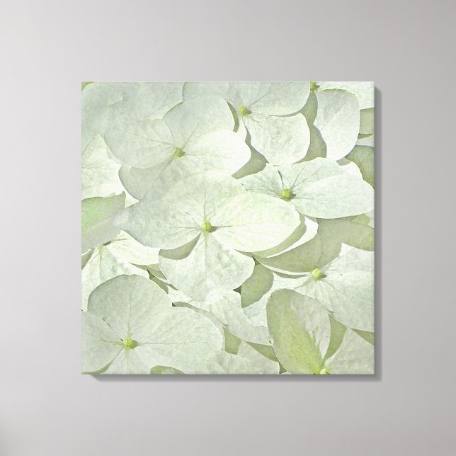 Impression en toile blanche Hydrangea (Recto)