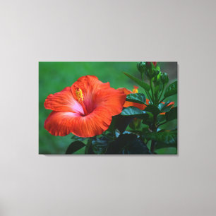 Impression en toile étirée Orange Hibiscus