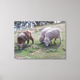 Impression en toile - Trois moutons