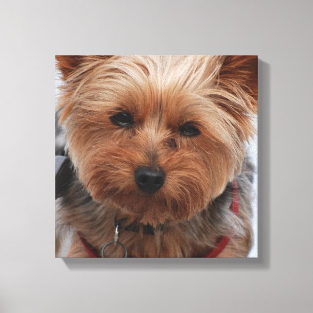 Impression en toile Yorkie (Recto)