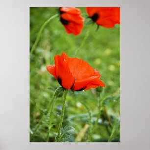 Impression encadrée de coquelicot