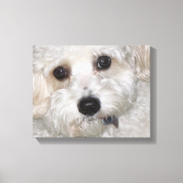 Impression enveloppée de toile Cavachon Chase (Recto)