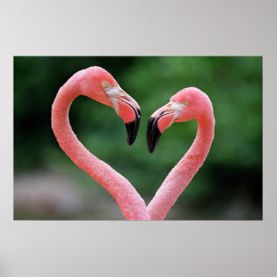Impression Flamants roses