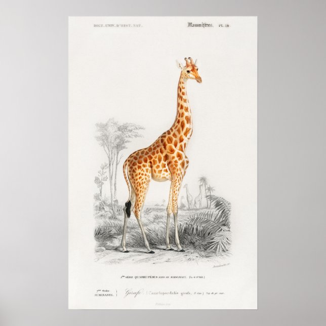 Impression girafe (Devant)