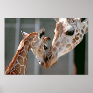 Impression Giraffe et Baby
