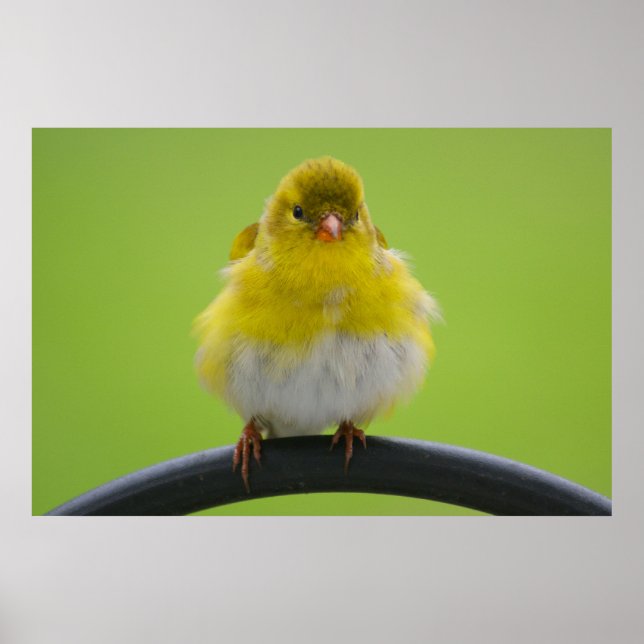 Impression Goldfinch (Devant)