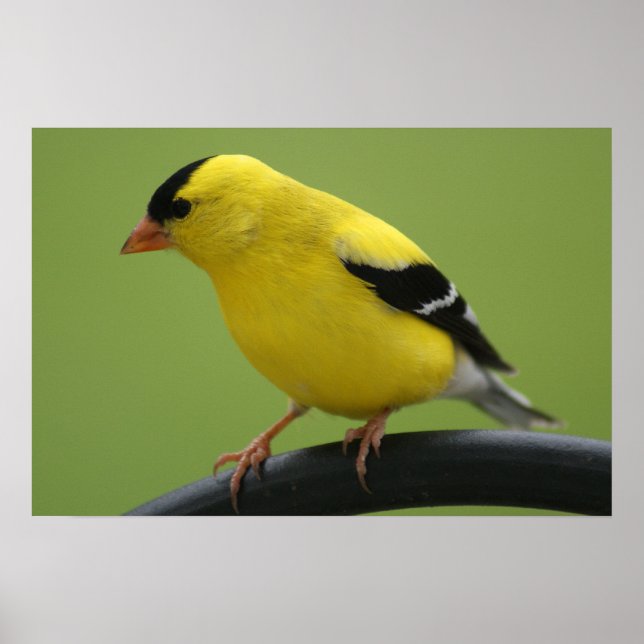 Impression Goldfinch (Devant)