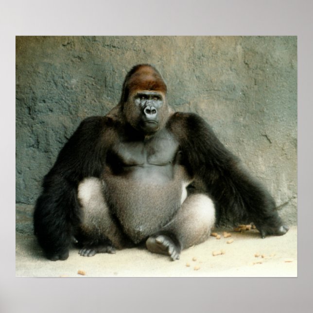 Impression Gorilla Silverback (Devant)