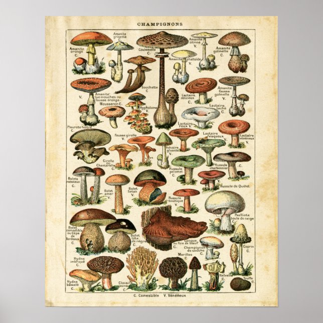 Impression graphique des champignons français anci (Devant)