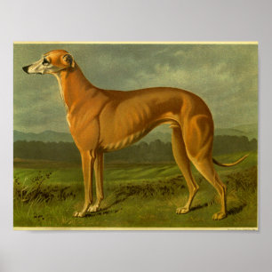 Impression Greyhound Vintage 1881
