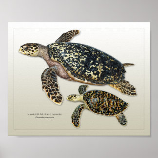 Impression Hawksbill pour adultes et adolescents