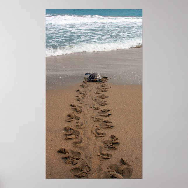 Impression Hawksbill Turtle Trek (Devant)