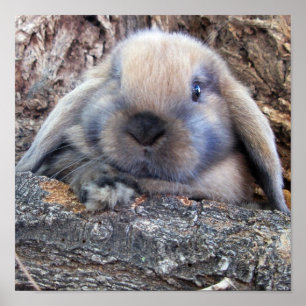 Impression Holland Lop