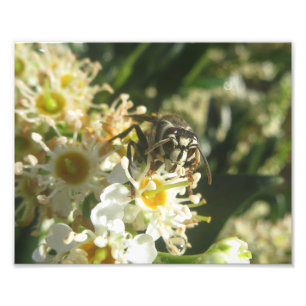 Impression Hornet à tête blanche