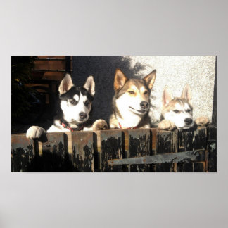Impression Husky.. Pékin ! !