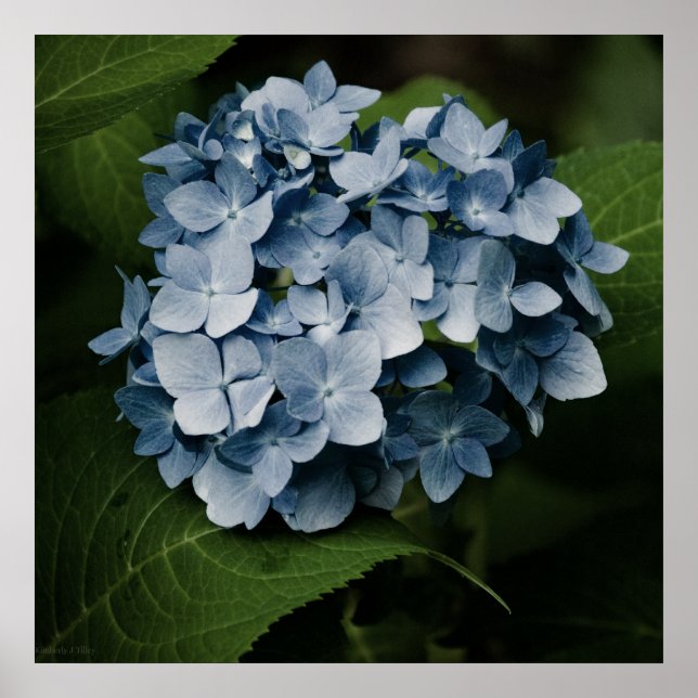 Impression Hydrangea Bleue 8515 (Devant)