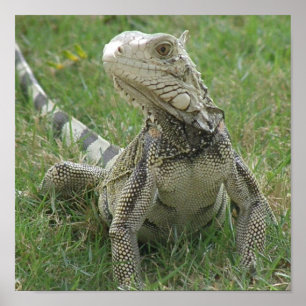 Impression Iguana