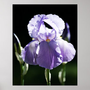 Impression Iris pourpre 8393