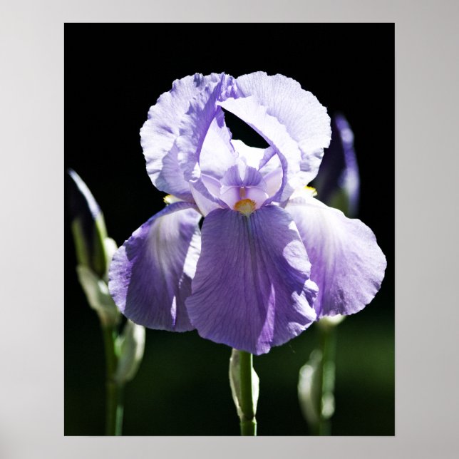 Impression Iris pourpre 8393 (Devant)