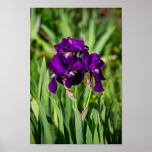 Impression Iris violet