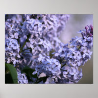 Impression Lilac Vision