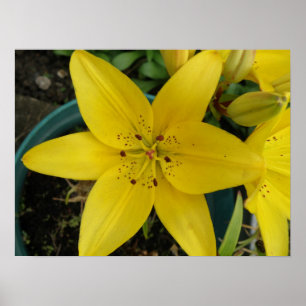 Impression Lily jaune