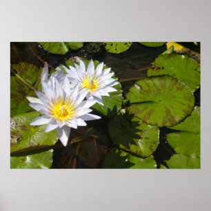 Impression Lily Pad