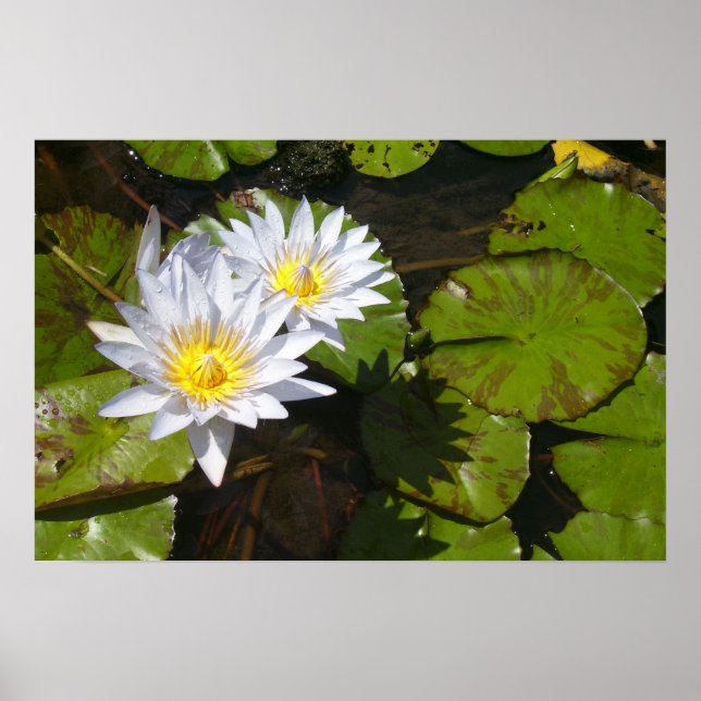 Impression Lily Pad (Devant)