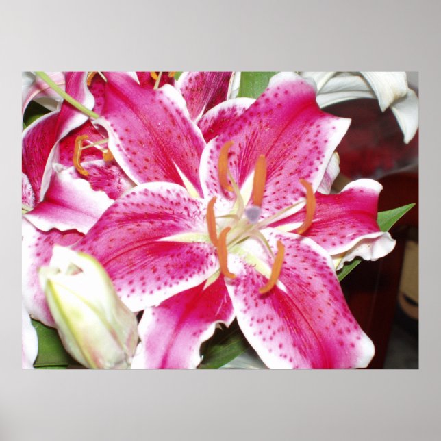 Impression Lily Stargazer (Devant)
