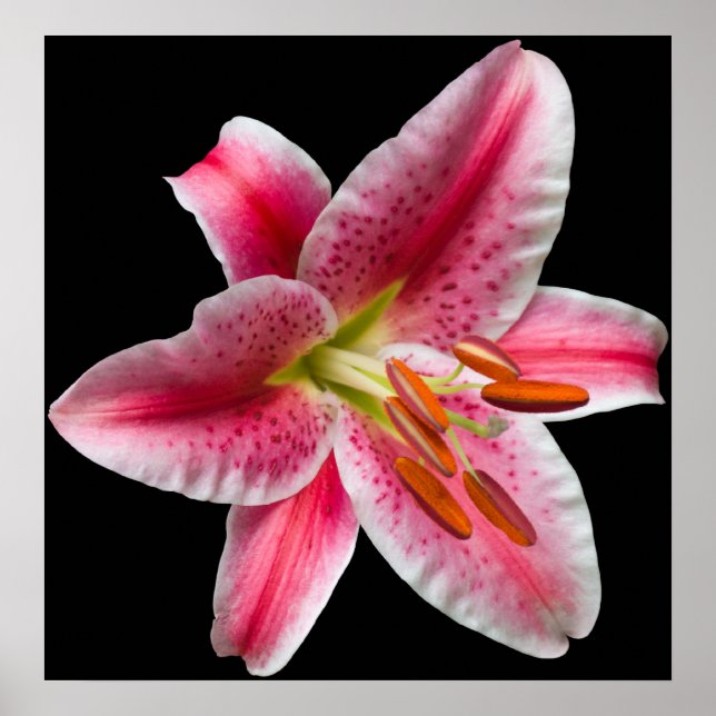Impression Lily Stargazer (Devant)