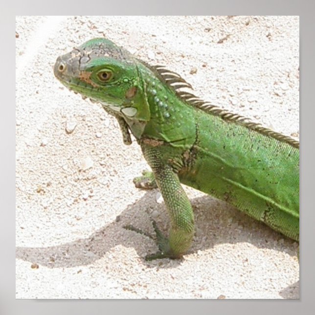 Impression Lizard vert (Devant)