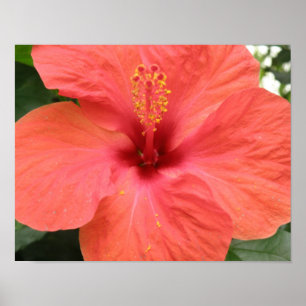 Impression Macro Fleur d'Hibiscus Orange