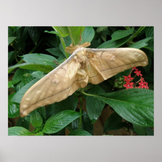 Impression Magique Moth (Devant)
