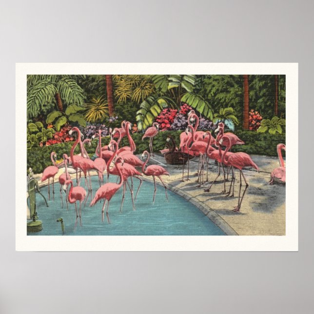 Impression majestueuse de flamants roses (Devant)