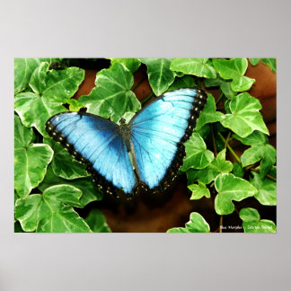 Impression Morpho bleu