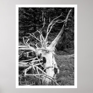 Impression noire et blanche de l'arbre mort