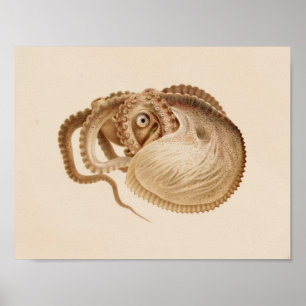 Impression octopus couleur Vintage 1896