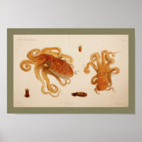 Impression octopus couleur Vintage 1896