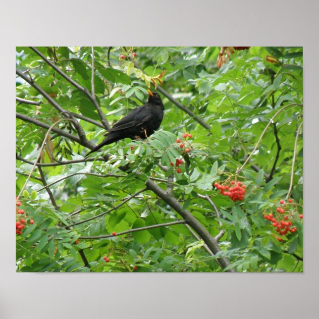 Impression Oiseau noir et Baies (Devant)