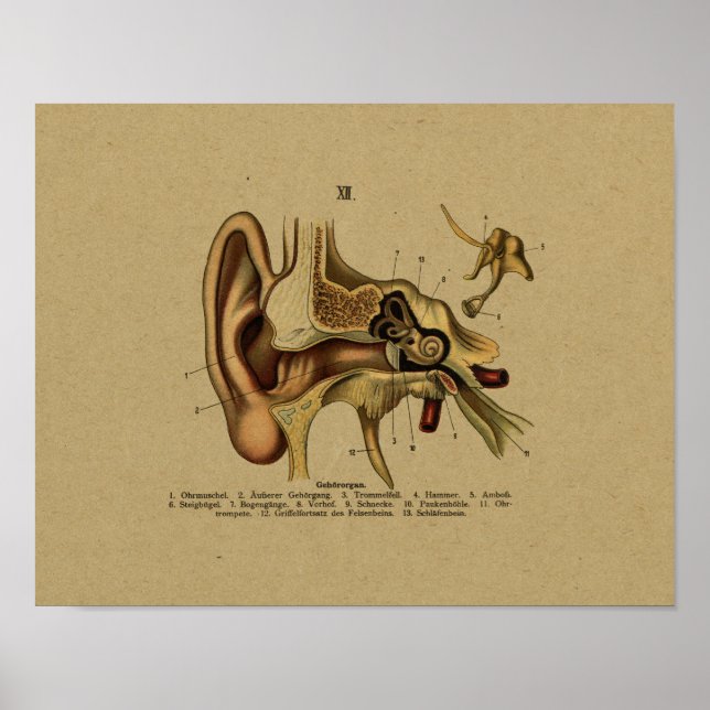 Impression oreille d'anatomie allemande vintage (Devant)