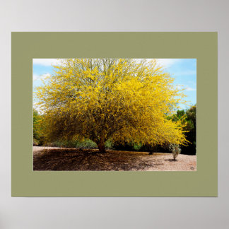 Impression Palo Verde Tree