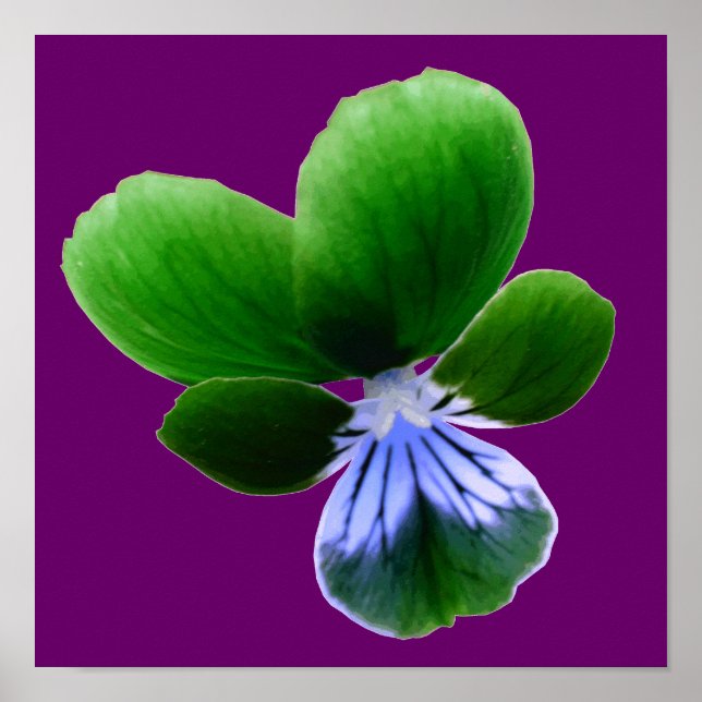 Impression Pansy verte (Devant)