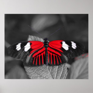 Impression Papillon