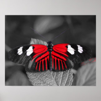 Impression Papillon