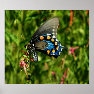 Impression papillon à queue nue