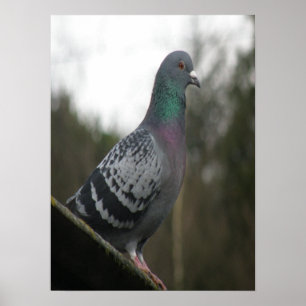 Impression parfaite de pigeon