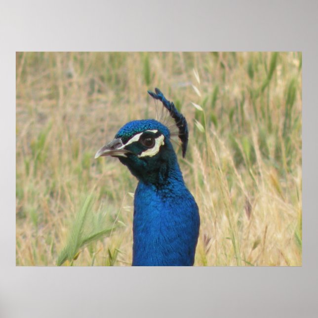 Impression Peacock (Devant)